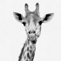 Set Of 8- 11x11 Gallery Square Framed Prints W/ Mats Decorative Wall Art Set - Black And White Jungle Nursery - Americanflat With Mat 15 Set Of 8- 11x11 Gallery Square Framed Prints W/ Mats Decorative Wall Art Set - Black And White Jungle Nursery - Americanflat With Mat -Nursery Furniture Store GUEST 12c3e787 ddff 4117 a244 80b4611e1a78