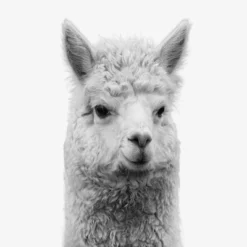 Set Of 8- 11x11 Gallery Square Framed Prints W/ Mats Decorative Wall Art Set - Black And White Jungle Nursery - Americanflat With Mat 14 Set Of 8- 11x11 Gallery Square Framed Prints W/ Mats Decorative Wall Art Set - Black And White Jungle Nursery - Americanflat With Mat -Nursery Furniture Store GUEST 1f418924 2186 44c9 b07d 00e0b54e1dfb