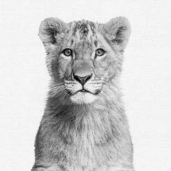 Set Of 8- 11x11 Gallery Square Framed Prints W/ Mats Decorative Wall Art Set - Black And White Jungle Nursery - Americanflat With Mat 13 Set Of 8- 11x11 Gallery Square Framed Prints W/ Mats Decorative Wall Art Set - Black And White Jungle Nursery - Americanflat With Mat -Nursery Furniture Store GUEST 710eec6d b866 4e9f a3eb 5ca77fcf531c