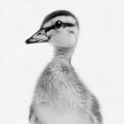 Set Of 8- 11x11 Gallery Square Framed Prints W/ Mats Decorative Wall Art Set - Black And White Jungle Nursery - Americanflat With Mat 17 Set Of 8- 11x11 Gallery Square Framed Prints W/ Mats Decorative Wall Art Set - Black And White Jungle Nursery - Americanflat With Mat -Nursery Furniture Store GUEST 72fd9c56 8449 4553 94c1 3a7e1836c539