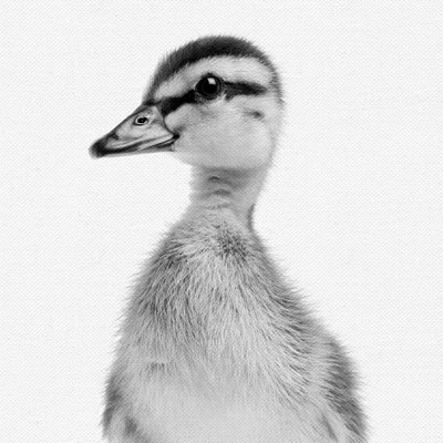 Set Of 8- 11x11 Gallery Square Framed Prints W/ Mats Decorative Wall Art Set - Black And White Jungle Nursery - Americanflat With Mat 10 Set Of 8- 11x11 Gallery Square Framed Prints W/ Mats Decorative Wall Art Set - Black And White Jungle Nursery - Americanflat With Mat - Image 8