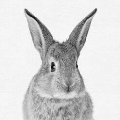 Set Of 8- 11x11 Gallery Square Framed Prints W/ Mats Decorative Wall Art Set - Black And White Jungle Nursery - Americanflat With Mat 12 Set Of 8- 11x11 Gallery Square Framed Prints W/ Mats Decorative Wall Art Set - Black And White Jungle Nursery - Americanflat With Mat -Nursery Furniture Store GUEST c5e5fdca 41be 4d85 94b8 063b2531adc8